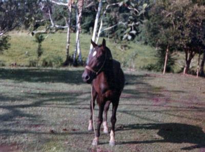 con mis hermanos nos gustaba montar caballo este era Coral